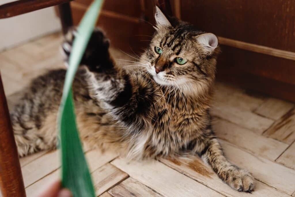 cat playing with green plant with funny emotions and green eyes look in home