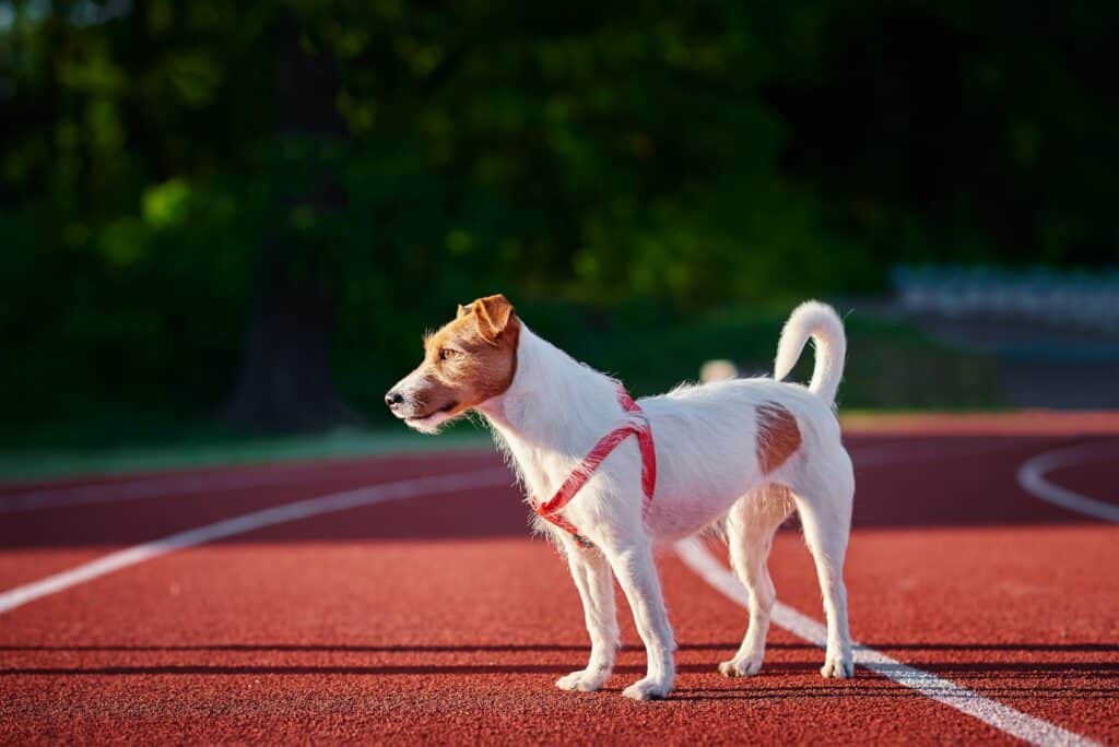 Dog walking at stadium track